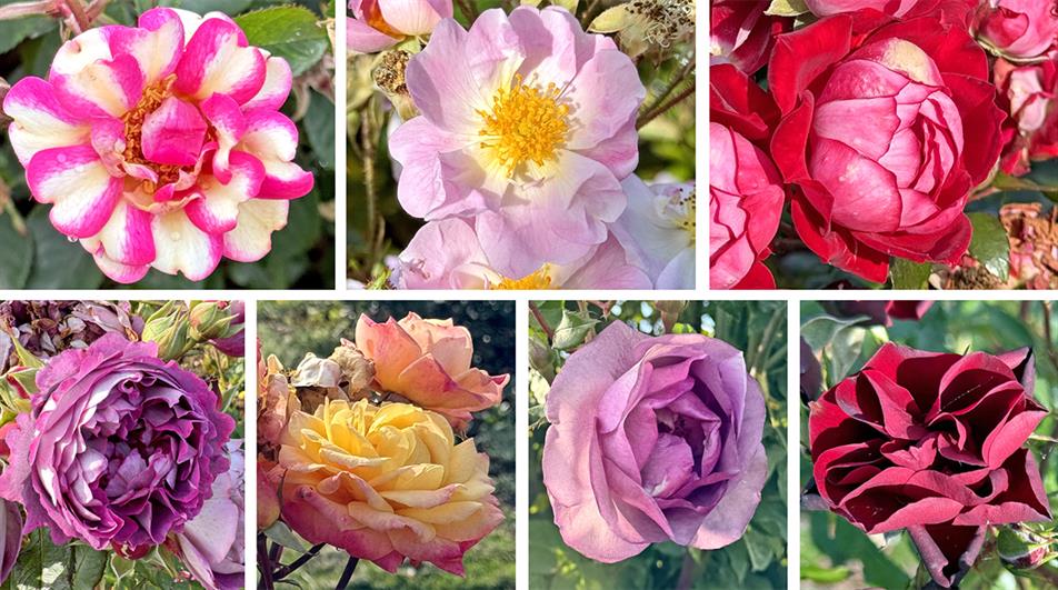 Rochfords International Rose Trials 